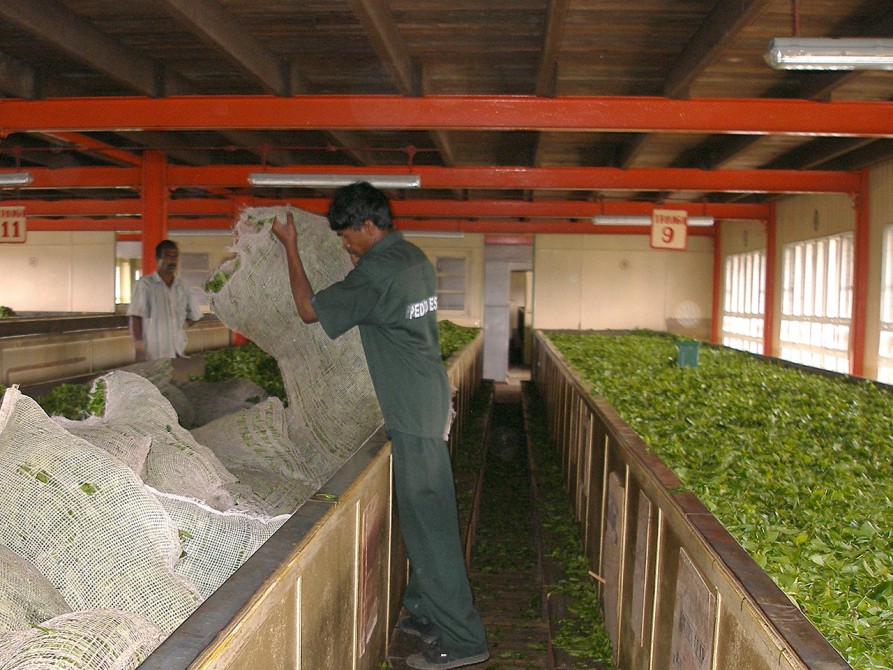 紅茶の工場